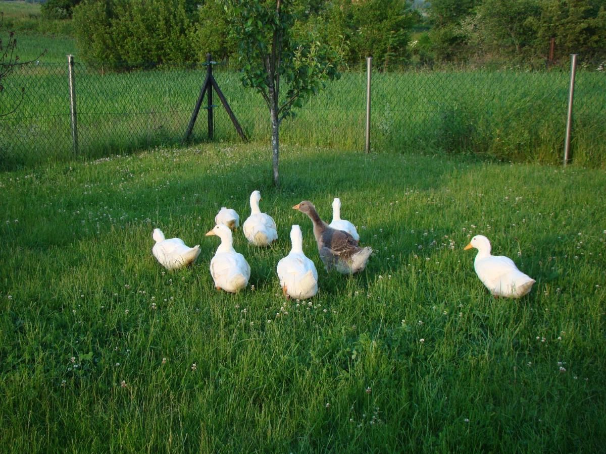 Фермерские дома Pokoje Przy Kominie Пецки-5